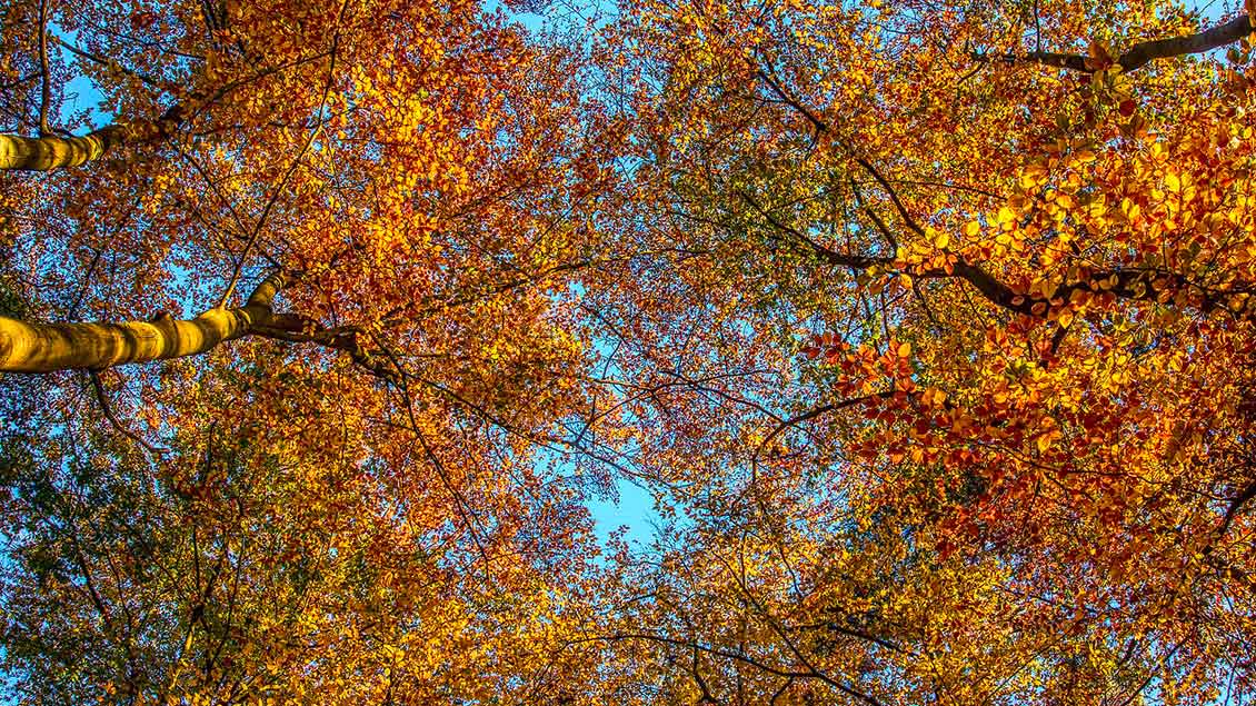 Blick in Baumkronen mit bunt gefärbtem Laub.